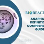 Anaphase - Definition & Comprehensive Guide