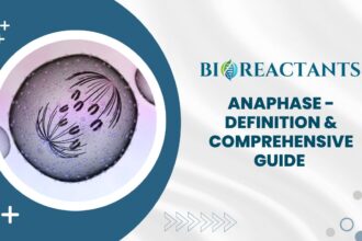 Anaphase - Definition & Comprehensive Guide