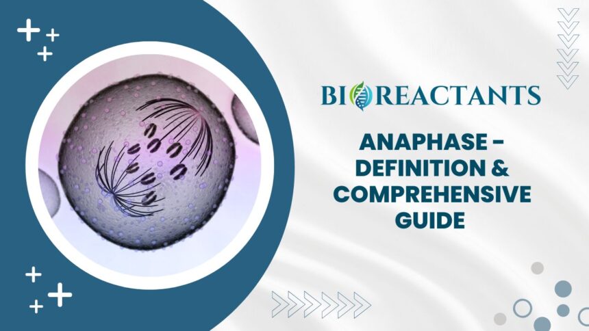 Anaphase - Definition & Comprehensive Guide