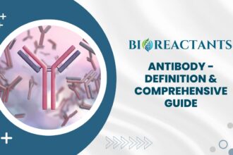 Antibody - Definition & Comprehensive Guide