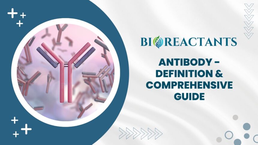 Antibody - Definition & Comprehensive Guide