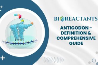 Anticodon - Definition & Comprehensive Guide