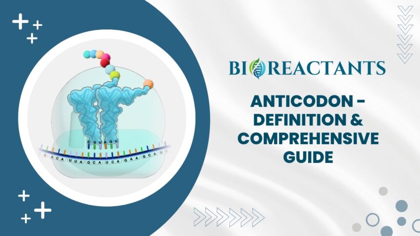 Anticodon - Definition & Comprehensive Guide