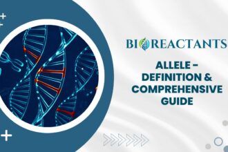 Allele - Definition & Comprehensive Guide