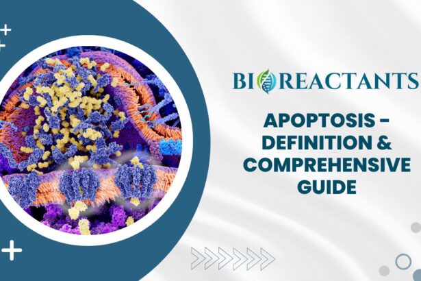 Apoptosis - Definition & Comprehensive Guide