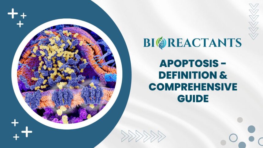 Apoptosis - Definition & Comprehensive Guide