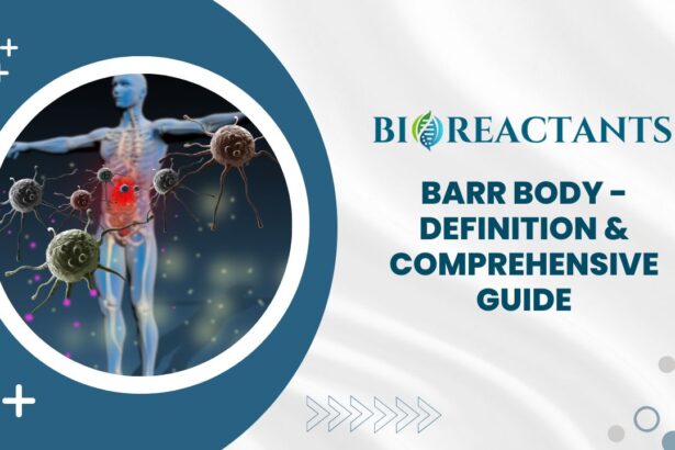 Barr Body - Definition & Comprehensive Guide