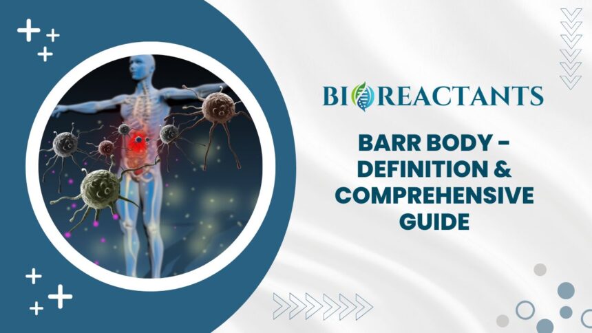 Barr Body - Definition & Comprehensive Guide