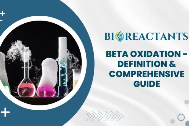 Beta Oxidation - Definition & Comprehensive Guide