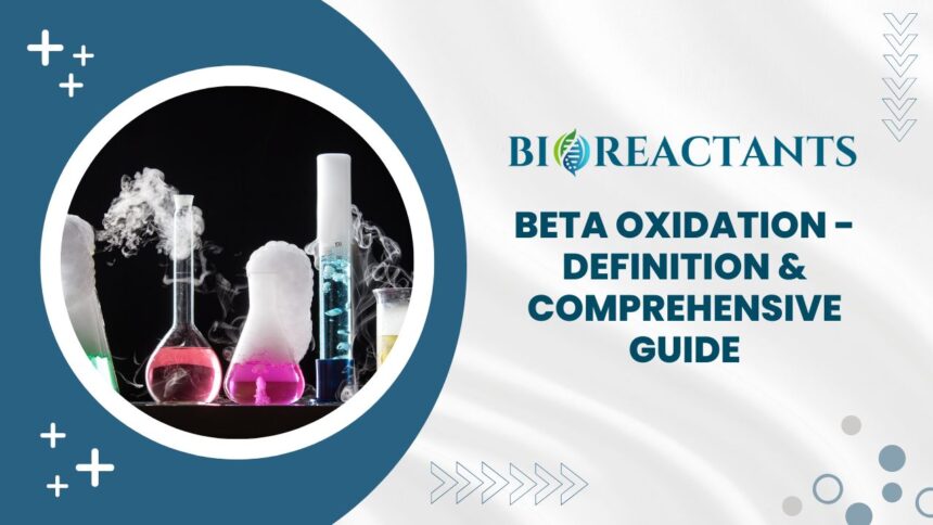 Beta Oxidation - Definition & Comprehensive Guide