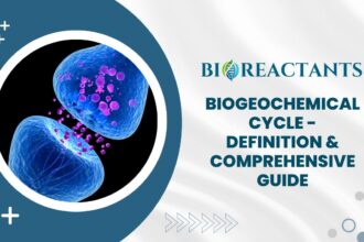 Biogeochemical Cycle - Definition & Comprehensive Guide