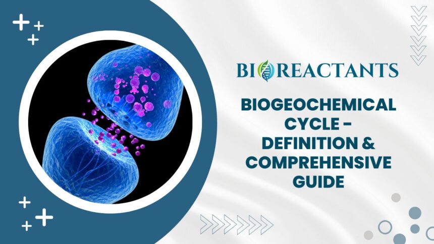 Biogeochemical Cycle - Definition & Comprehensive Guide