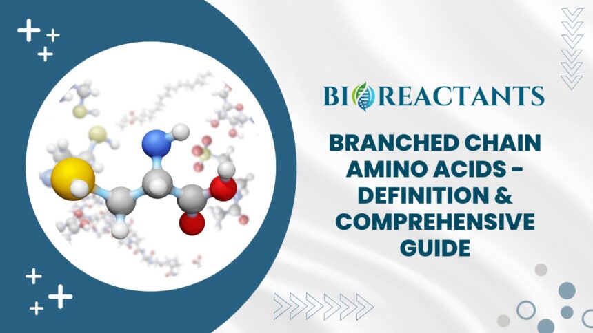 Branched Chain Amino Acids - Definition & Comprehensive Guide