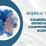 Calmodulin - Definition & Comprehensive Guide