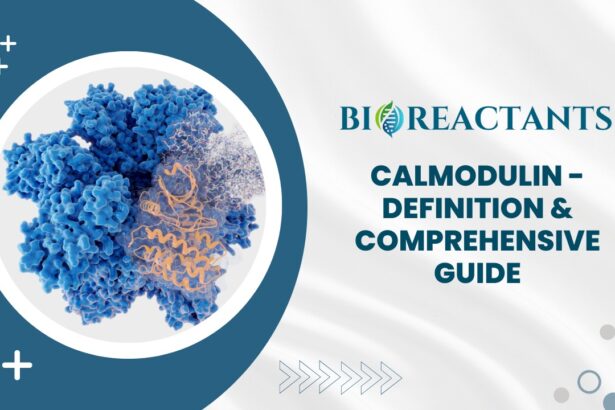 Calmodulin - Definition & Comprehensive Guide