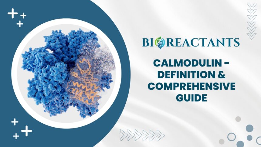 Calmodulin - Definition & Comprehensive Guide