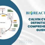 Calvin Cycle - Definition & Comprehensive Guide