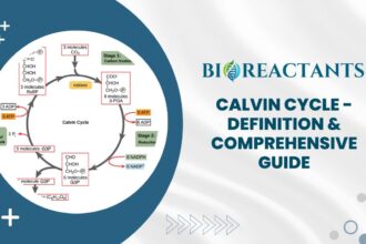 Calvin Cycle - Definition & Comprehensive Guide