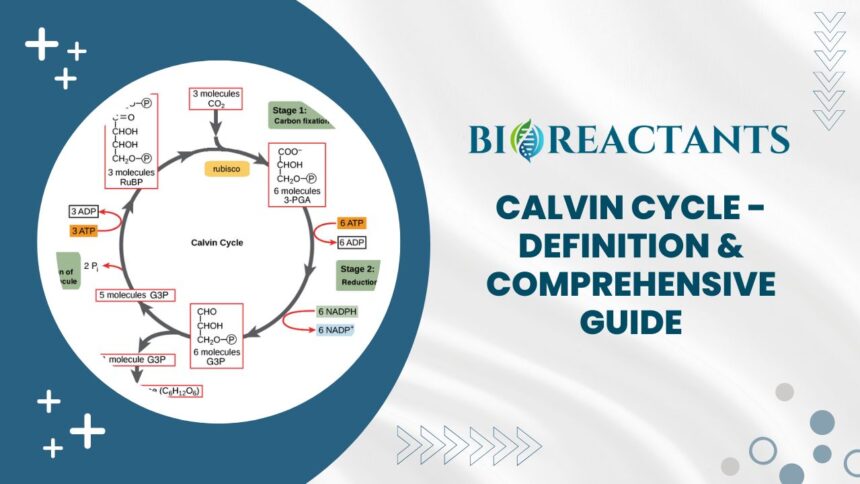 Calvin Cycle - Definition & Comprehensive Guide