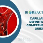 Capillary - Definition & Comprehensive Guide