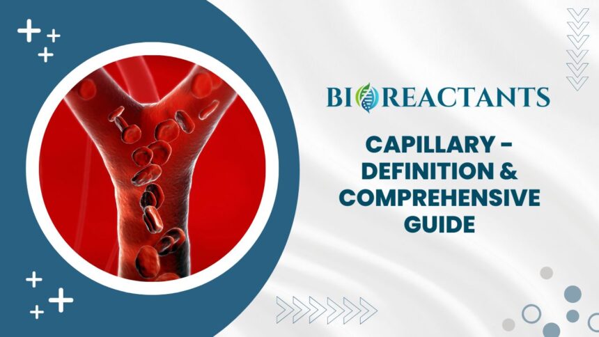 Capillary - Definition & Comprehensive Guide