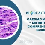 Cardiac Muscle - Definition & Comprehensive Guide