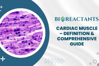 Cardiac Muscle - Definition & Comprehensive Guide