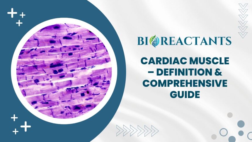 Cardiac Muscle - Definition & Comprehensive Guide