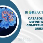 Catabolism - Definition & Comprehensive Guide