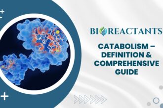 Catabolism - Definition & Comprehensive Guide