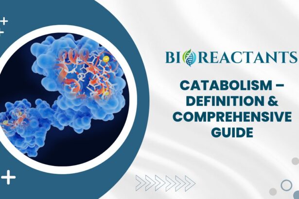 Catabolism - Definition & Comprehensive Guide