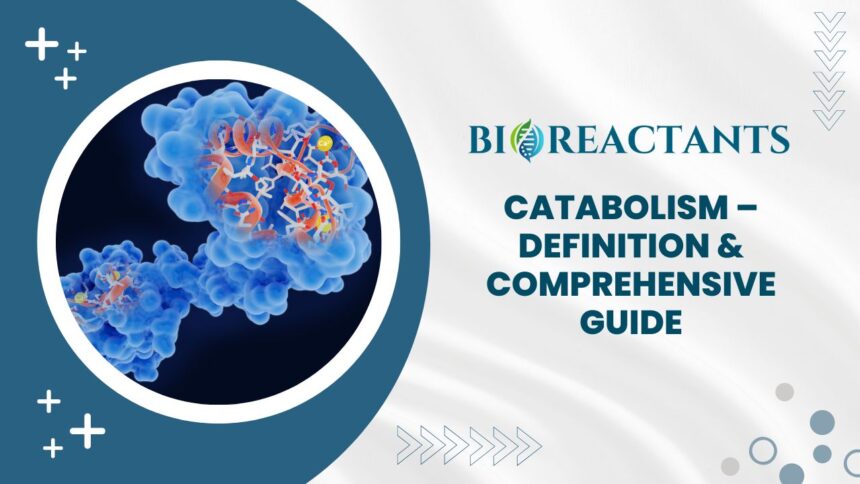 Catabolism - Definition & Comprehensive Guide