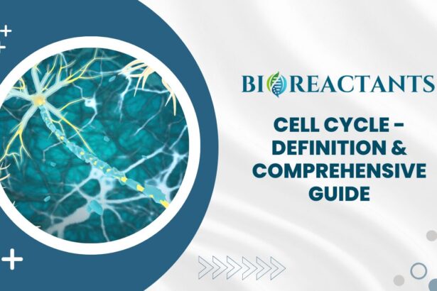 Cell Cycle - Definition & Comprehensive Guide