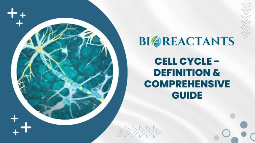 Cell Cycle - Definition & Comprehensive Guide