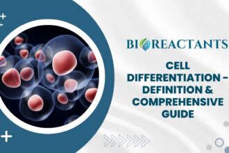 Cell Differentiation - Definition & Comprehensive Guide