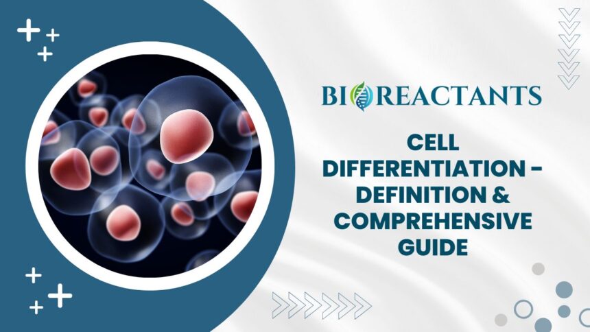 Cell Differentiation - Definition & Comprehensive Guide